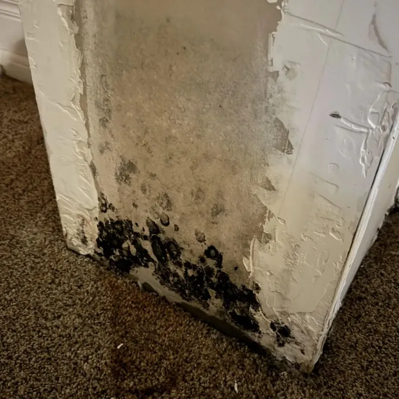 Professional Mold Removal in Chaves County, NM
